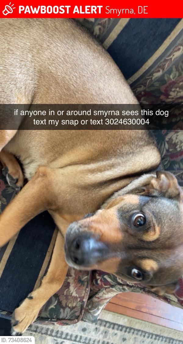 Lost Female Dog last seen acme, lake como, jbm, Smyrna, DE 19977