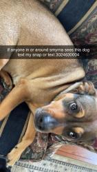 Lost Female Dog last seen acme, lake como, jbm, Smyrna, DE 19977