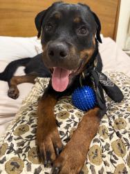 Found/Stray Female Dog last seen LeDroit Park, Washington, DC 20001