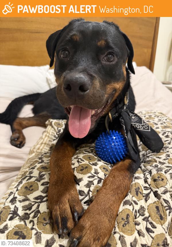 Found/Stray Female Dog last seen LeDroit Park, Washington, DC 20001