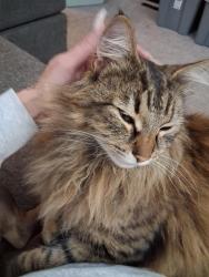 Lost Male Cat last seen Northpoint, Spokane, WA 99218