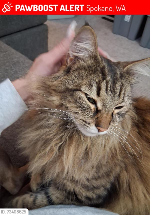 Lost Male Cat last seen Northpoint, Spokane, WA 99218