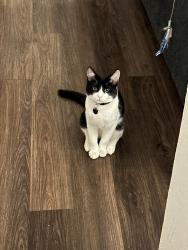 Lost Male Cat last seen Exchange Dr, Austin, TX 78752
