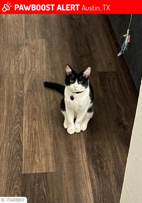 Lost Male Cat last seen Exchange Dr, Austin, TX 78752