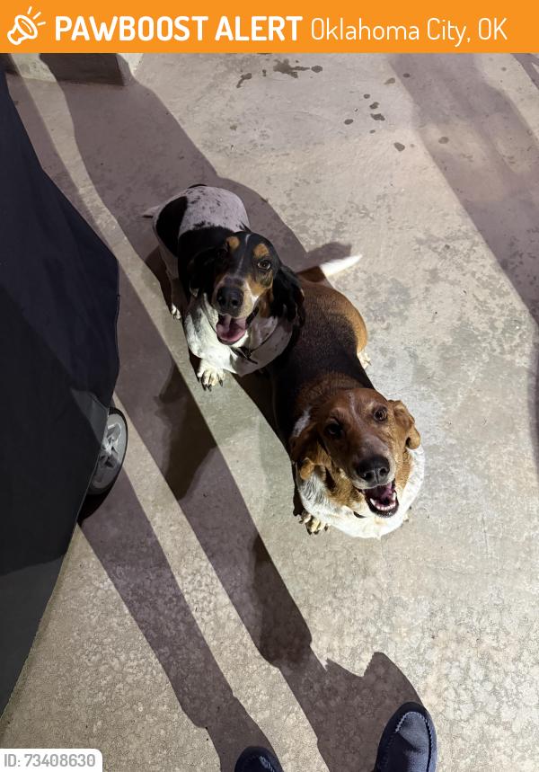 Found/Stray Male Dog last seen 122nd and MacArthur/Buff Creek green space, Oklahoma City, OK 73162