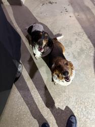 Found/Stray Male Dog last seen 122nd and MacArthur/Buff Creek green space, Oklahoma City, OK 73162