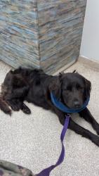 Reunited Male Dog last seen Glover park dr westphilia, Upper Marlboro, MD 20772