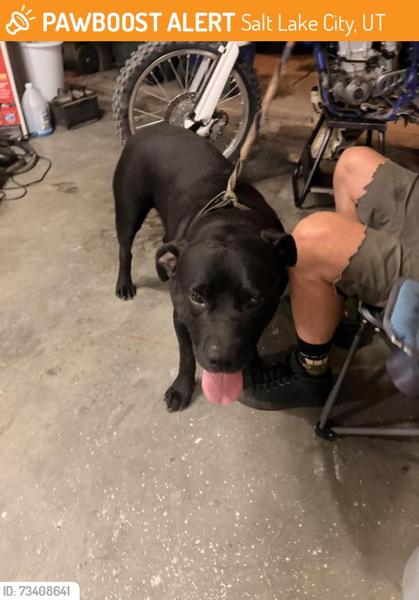 Found/Stray Male Dog last seen Morton Dr and Independence Blvd, Salt Lake City, UT 84116