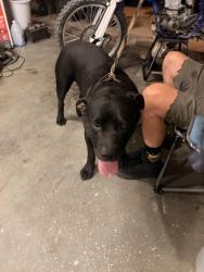 Found/Stray Male Dog last seen Morton Dr and Independence Blvd, Salt Lake City, UT 84116