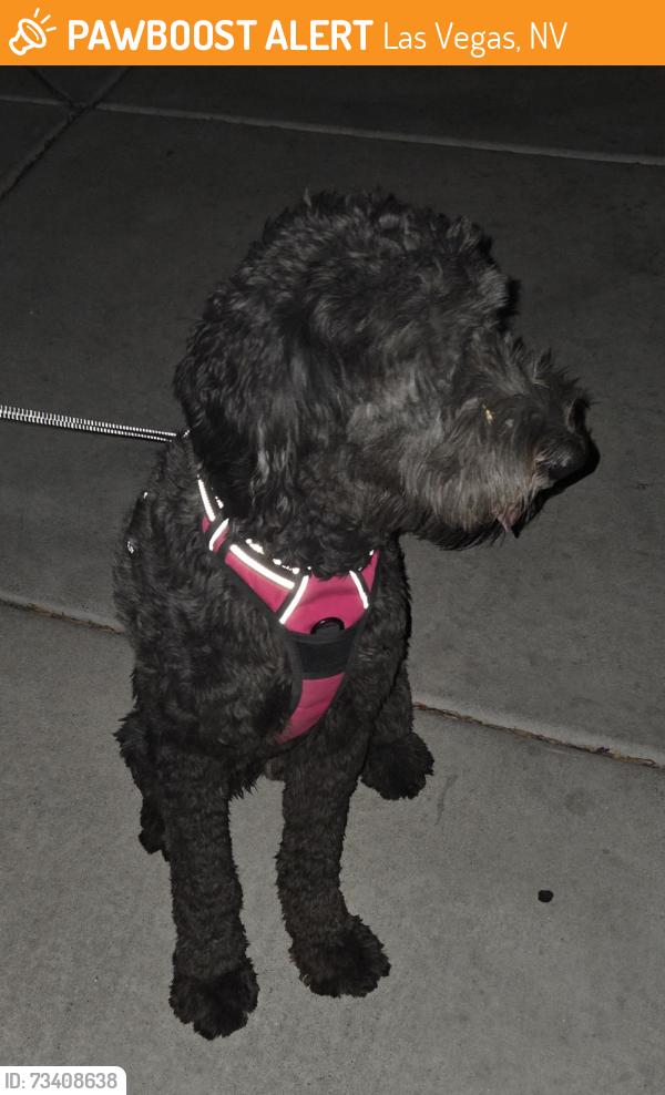Found/Stray Male Dog last seen Golfridge & La Madre, Las Vegas, NV 89131
