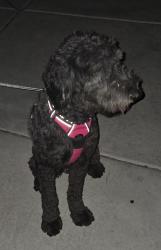 Found/Stray Male Dog last seen Golfridge & La Madre, Las Vegas, NV 89131