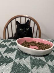 Reunited Male Cat last seen Lamberts Mill Rd, Scotch Plains, NJ 07076