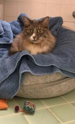 Reunited Female Cat last seen Interlaken Dr E and 19th Ave E, Seattle, WA 98112