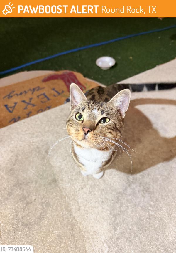 Found/Stray Male Cat last seen Shadow Pointe Neighborhood in Round Rock, Round Rock, TX 78665