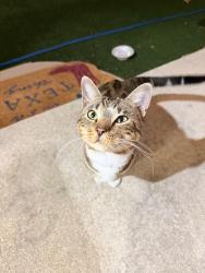 Found/Stray Male Cat last seen Shadow Pointe Neighborhood in Round Rock, Round Rock, TX 78665