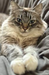 Reunited Female Cat last seen Crocker Highlands, Oakland, CA 94610