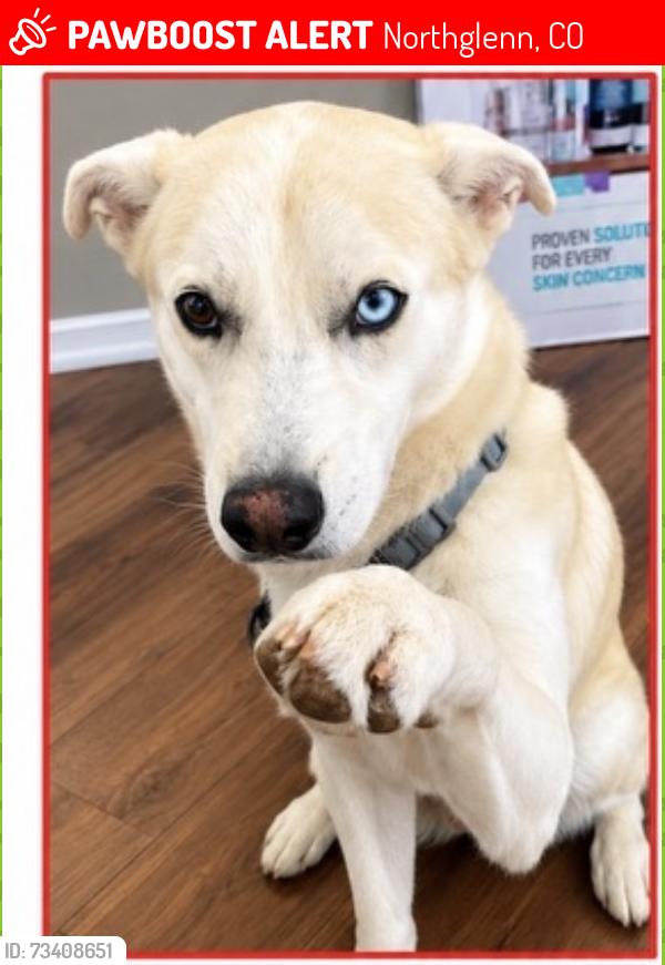 Lost Male Dog last seen s, Northglenn, CO 80233