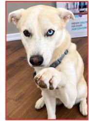 Lost Male Dog last seen s, Northglenn, CO 80233