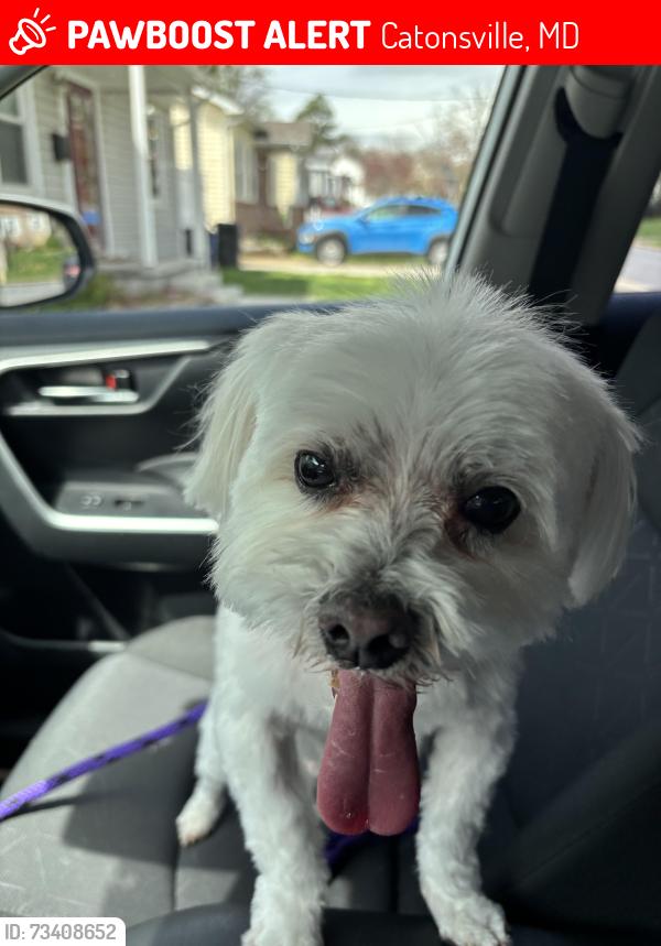 Lost Male Dog last seen Edmondson Ave/Dutton Ave, Catonsville, MD 21228