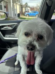 Lost Male Dog last seen Edmondson Ave/Dutton Ave, Catonsville, MD 21228
