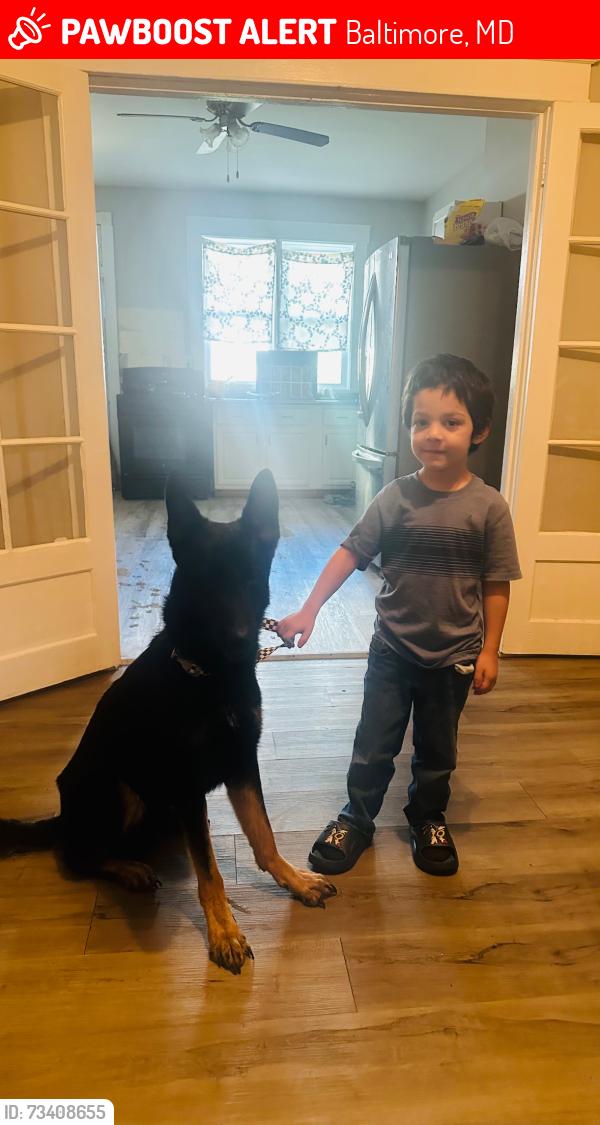 Lost Male Dog last seen Wilkens Ave Frederick Ave, Baltimore, MD 21223
