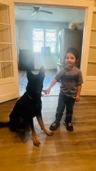 Lost Male Dog last seen Wilkens Ave Frederick Ave, Baltimore, MD 21223