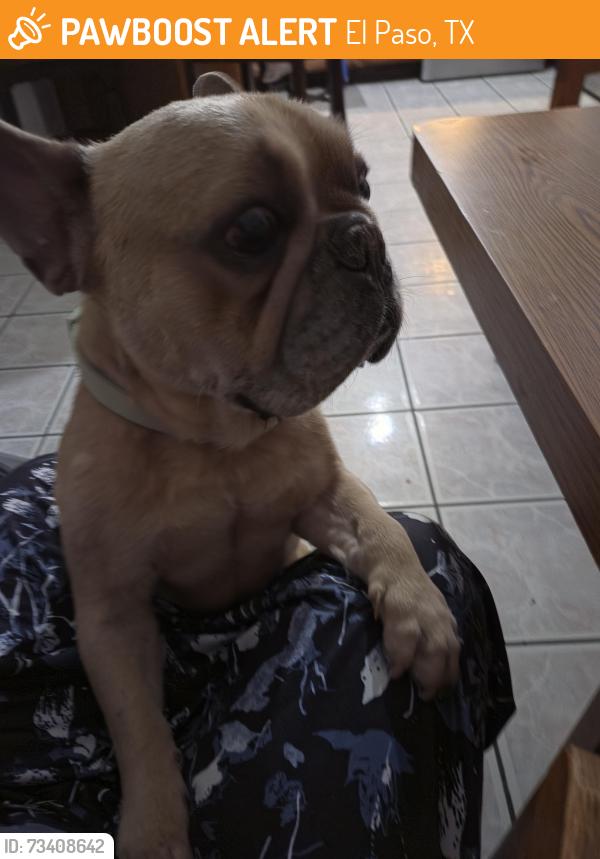Found/Stray Male Dog last seen Bethview, El Paso, TX 79932