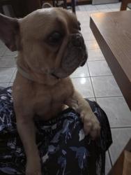 Found/Stray Male Dog last seen Bethview, El Paso, TX 79932