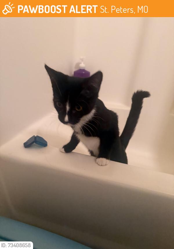 Rehomed Unknown Cat last seen Turnberry Apts, St. Peters, MO 63376