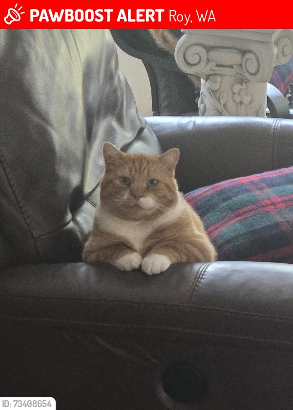 Lost Male Cat last seen Near and 40th ave, Roy, WA 98580