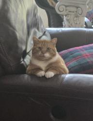 Lost Male Cat last seen Near and 40th ave, Roy, WA 98580
