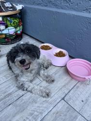 Found/Stray Female Dog last seen W Clarendon Ave and N 69th Ave, Phoenix, AZ 85033