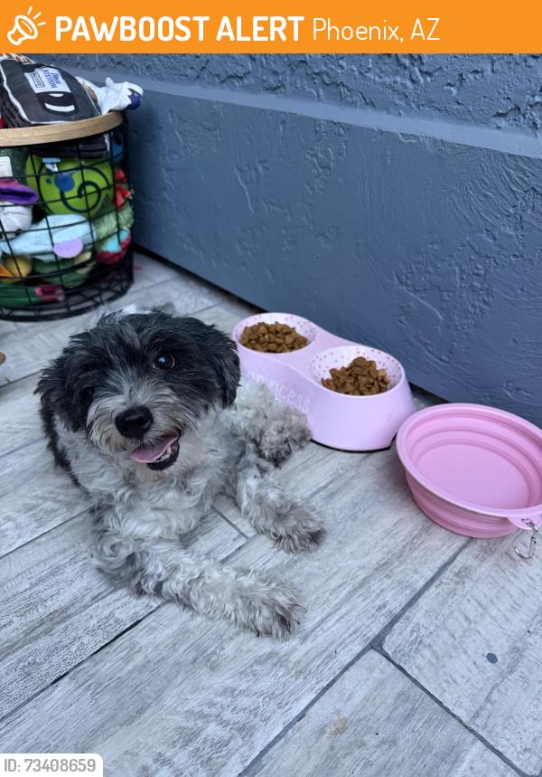 Found/Stray Female Dog last seen W Clarendon Ave and N 69th Ave, Phoenix, AZ 85033