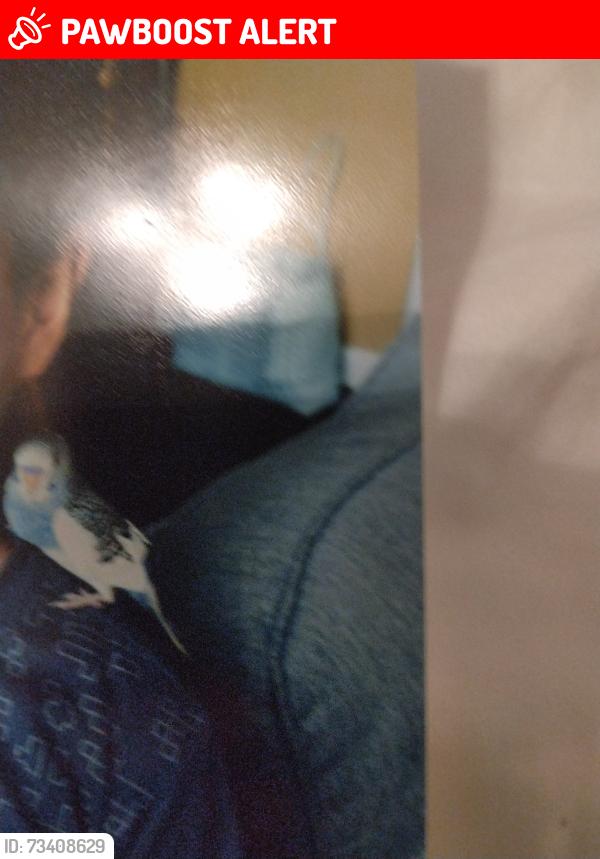 Lost Male Bird last seen Lurmer drive, Liberty Township, OH 45011