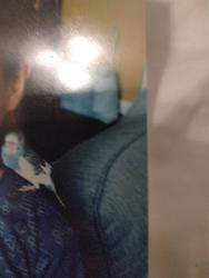 Lost Male Bird last seen Lurmer drive, Liberty Township, OH 45011