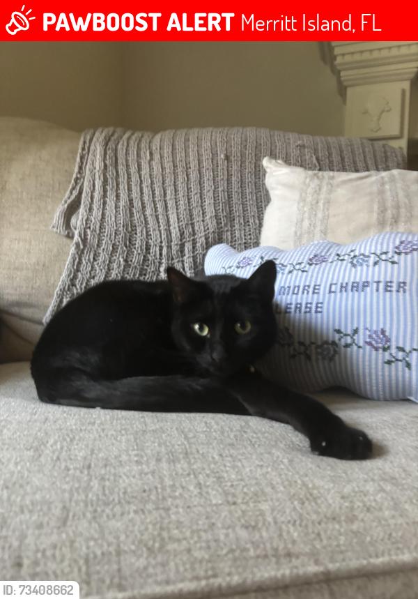 Lost Female Cat last seen carlton st, Merritt Island, FL 32953