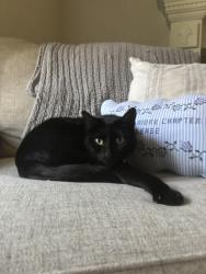 Lost Female Cat last seen carlton st, Merritt Island, FL 32953
