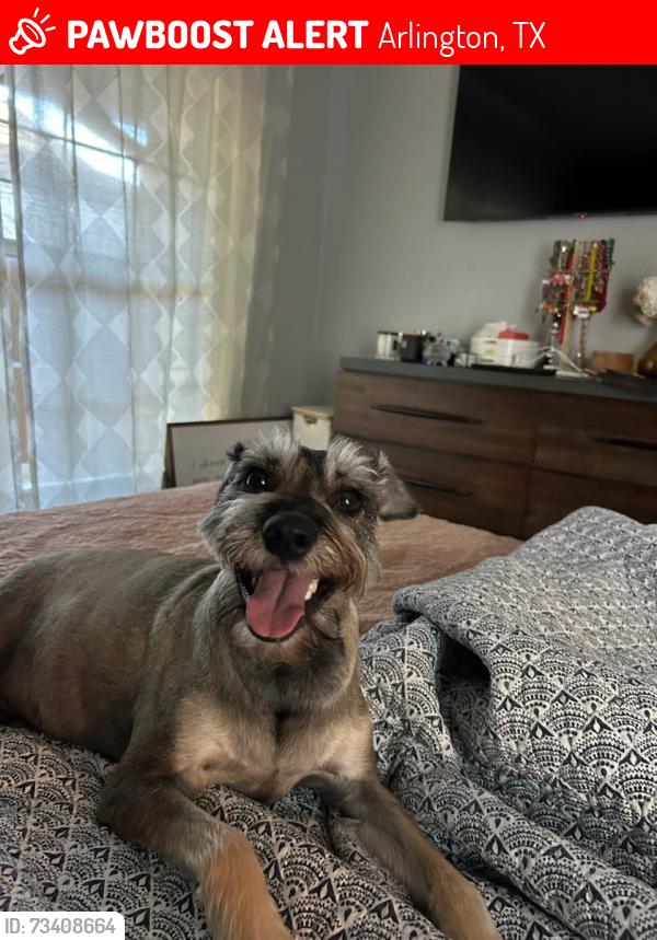 Lost Male Dog last seen Varsity circle and Mitchell, Arlington, TX 76013
