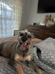 Lost Male Dog last seen Varsity circle and Mitchell, Arlington, TX 76013
