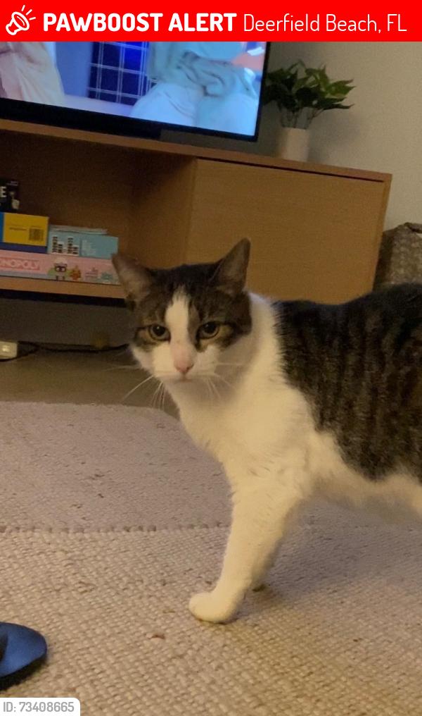 Lost Male Cat last seen Se 8th street, Deerfield Beach, FL 33441