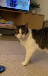 Lost Male Cat last seen Se 8th street, Deerfield Beach, FL 33441