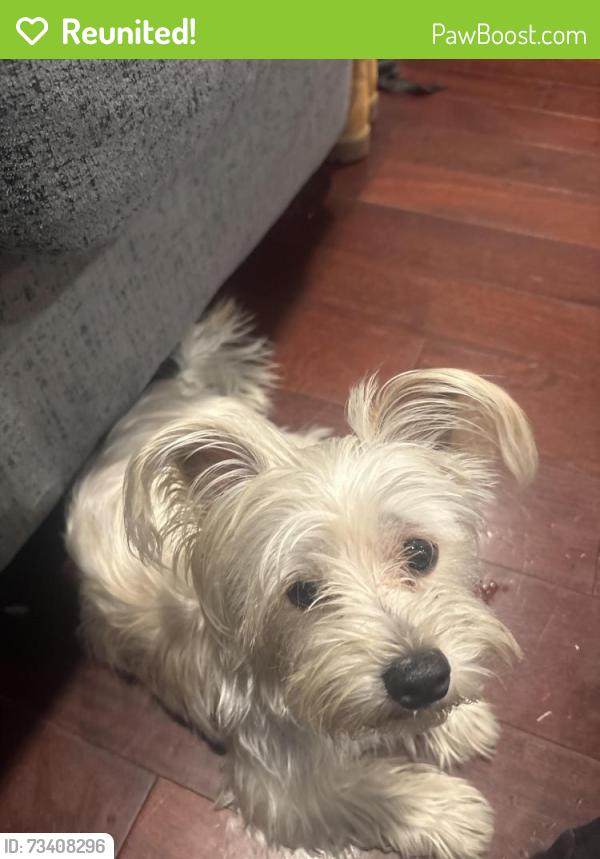 Reunited Male Dog last seen Landover Hills Park, Hyattsville, MD 20784