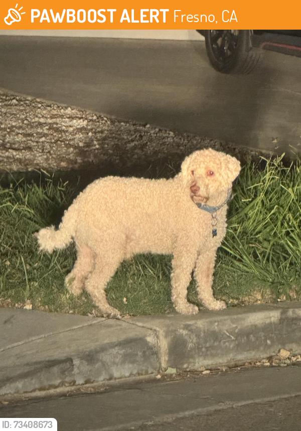Found/Stray Unknown Dog last seen Neighborhood, Fresno, CA 93727