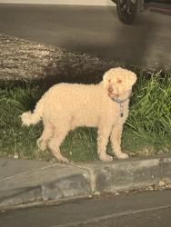 Found/Stray Unknown Dog last seen Neighborhood, Fresno, CA 93727