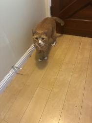 Lost Male Cat last seen Colorado and Berkeley, Santa Monica, CA 90404