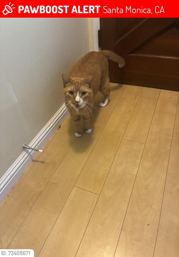 Lost Male Cat last seen Colorado and Berkeley, Santa Monica, CA 90404