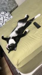 Lost Male Cat last seen Addison way, Los Angeles, CA 90041