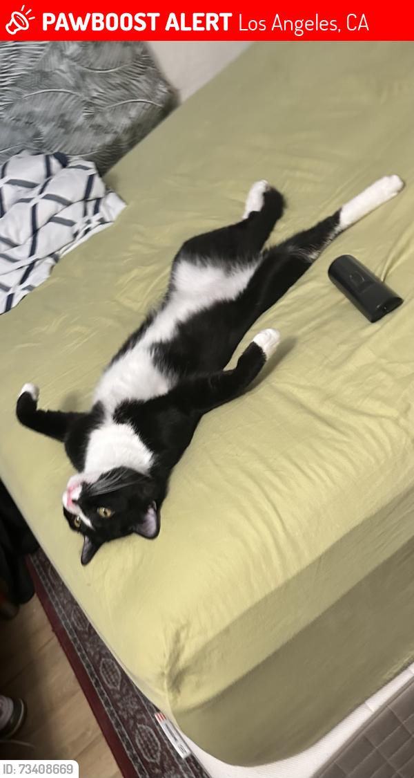 Lost Male Cat last seen Addison way, Los Angeles, CA 90041