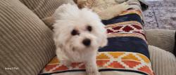 Lost Female Dog last seen Lamb and lake mead, Las Vegas, NV 89101