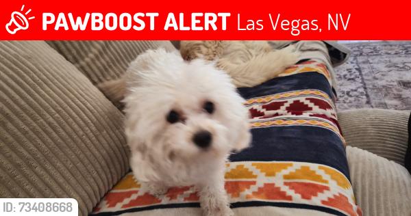Lost Female Dog last seen Lamb and lake mead, Las Vegas, NV 89101
